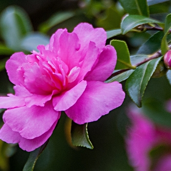 Camellia sasanqua 'Sparkling Burgundy' 