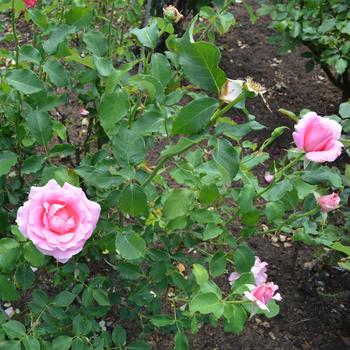 Rosa 'Bewitched' (267416)