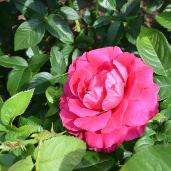 Rosa 'Pretty Lady' 