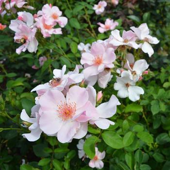 Rosa 'Poulsen's Pearl' (267440)