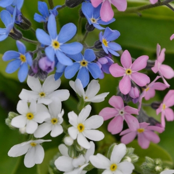 Myosotis 'Multiple Varieties' 