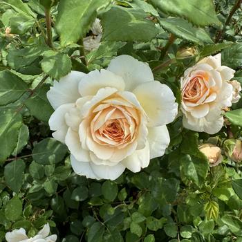 Rosa 'Crocus Rose'