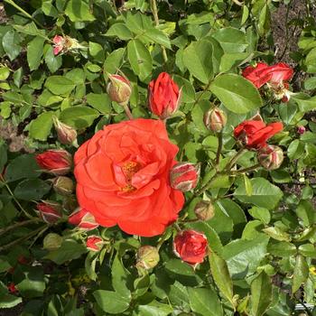 Rosa 'Orange Sensation' 