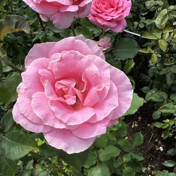 Rosa 'Bewitched' 