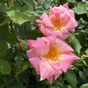 Rosa 'Pink Parfait' (267479)