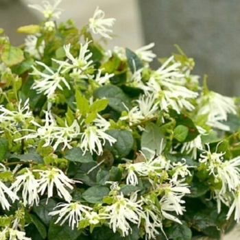 Loropetalum chinense 'Series' 