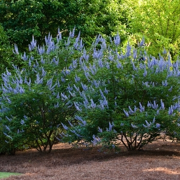 Vitex agnus-castus 'SMVACBD' 