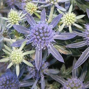 Eryngium planum 'Blue Hobbit' 