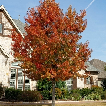 Quercus rubra