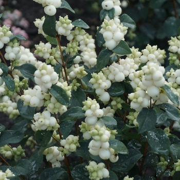 Symphoricarpos 'Kolmaswhi' 