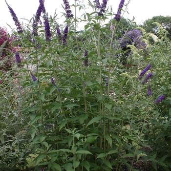 Buddleia davidii 'Empire Blue' 