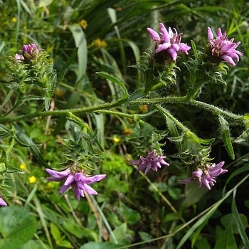 Liatris squarrosa