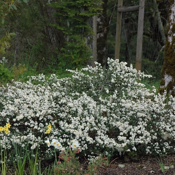 Ceanothus rigidus