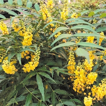 Mahonia confusa 'Narihiri' 