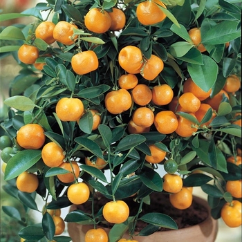 Citrus mitis