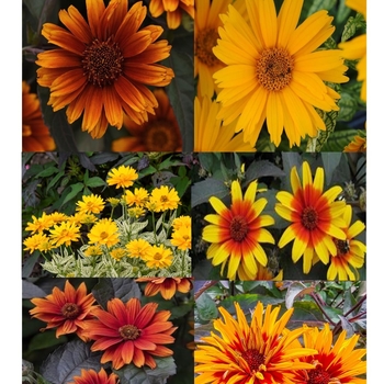 Heliopsis 'Multiple Varieties' 