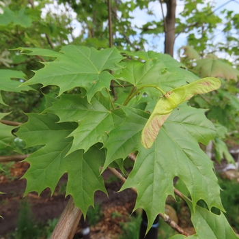 Acer platanoides 'Helena' 