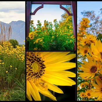 Helianthus maximiliani