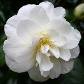 Camellia japonica 'Colonial Dame' 