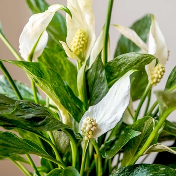 Spathiphyllum 'Domino' 