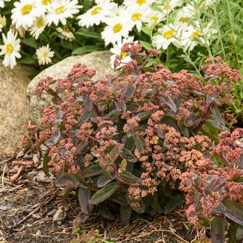 Sedum Rock 'N Grow® 'Tiramisu' (267837)