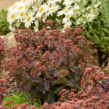 Sedum Rock 'N Grow® 'Tiramisu' (267838)