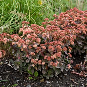 Sedum 'Tiramisu' PPAF, Can PBRAF