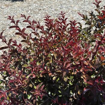 Lagerstroemia indica Barista® 'Sweet Macchiato' (267844)