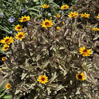 Heliopsis helianthoides 'Touch of Blush' (267850)