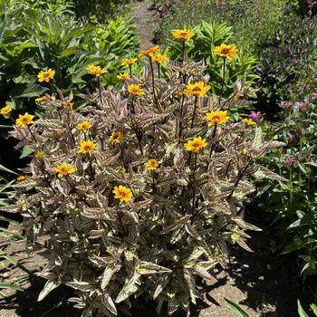 Heliopsis helianthoides 'Touch of Blush' (267851)