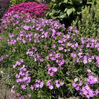 Phlox 'Opening Act Romance' 