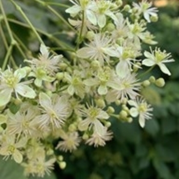 Clematis virginiana