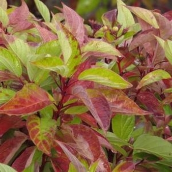 Cornus alba 'Jefreb' 