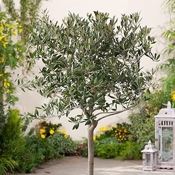 Olea europaea 'Arbequina' 