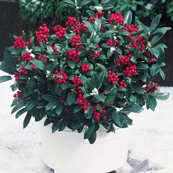 Skimmia japonica 'Dwarf Female' 