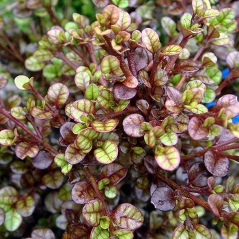 Lophomyrtus x ralphii 'Kathryn' 