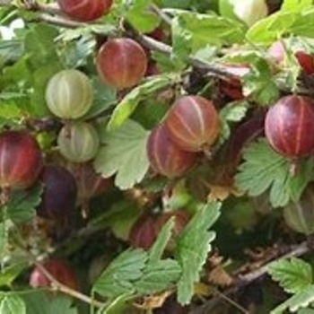 Ribes uva-crispa 'Captivator' 