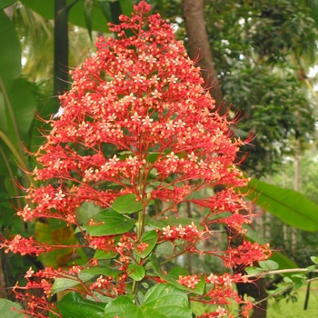 Clerodendrum paniculatum