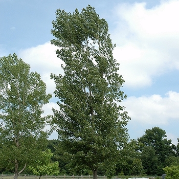 Populus acuminata x sargentii 'Highland' 