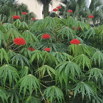 Jatropha multifida