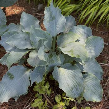 Hosta 'Dancing with Dragons' (267996)