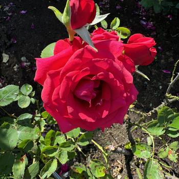 Rosa Kolorscape® 'Kardinal™' (268029)