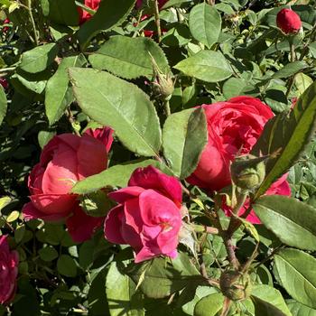 Rosa 'Benjamin Britten' (268037)