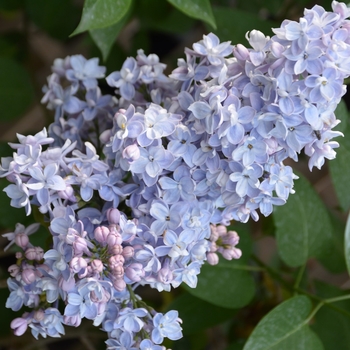 Syringa vulgaris 'President Grevy' 