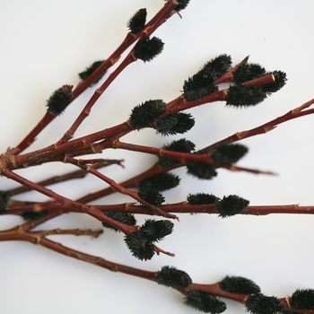 Salix gracilistyla