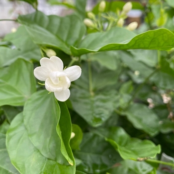 Jasminum sambac 'Maid of Orleans' 