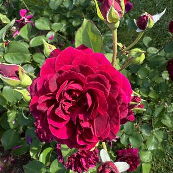 Rosa 'Tradescant' (268063)