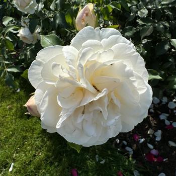 Rosa 'Lichfield Angel' (268067)