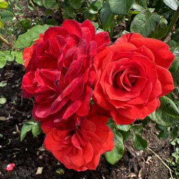 Rosa 'Fire King' 