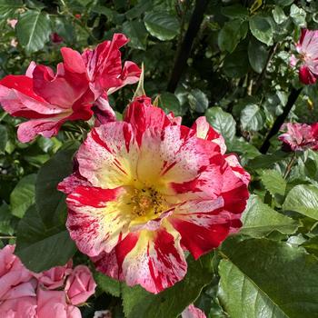 Rosa 'Fourth of July' (268080)